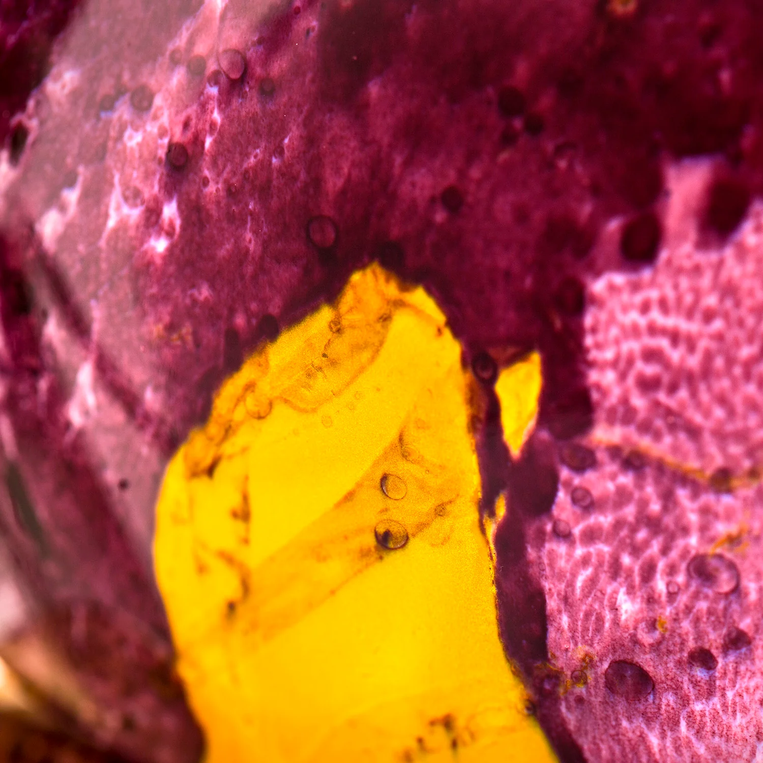 Grape Pearls - Image 5