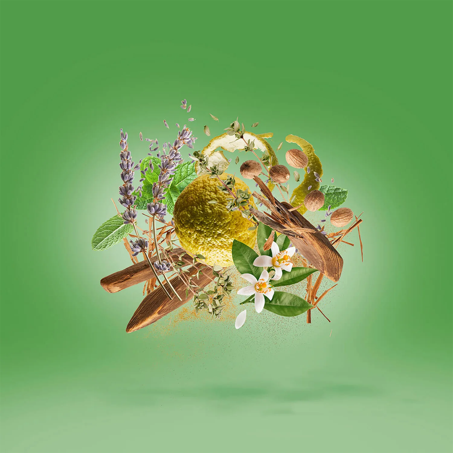 Casamorati - Fiero - Image 3